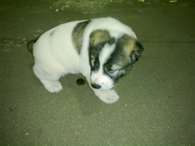 Edik Aliyev | Москва