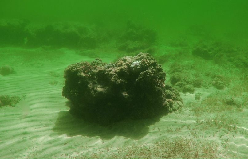 Алексей Борисов | Одесса