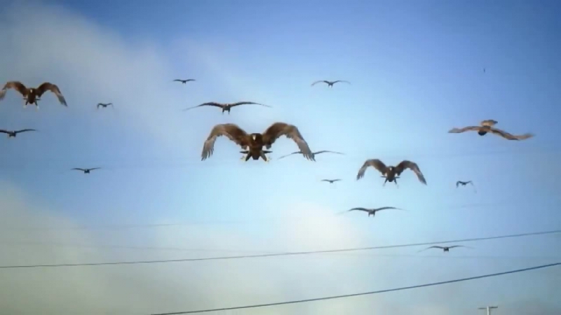 Birdemic Shock and Terror (2010) Птицекалипсис: Шок и Трепет