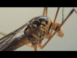 Nephrotoma flavipalpis