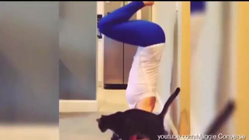 Pets Interrupting Yoga The Huffington