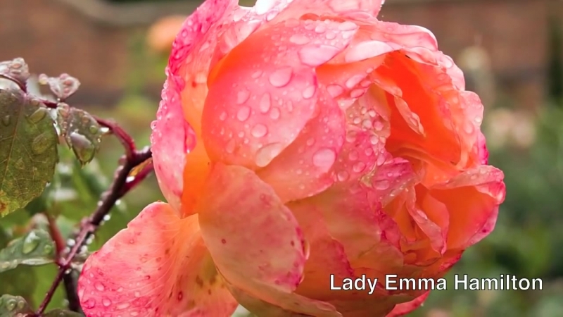 David Austin English Rose Collection (