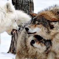 Дмитрий Волков