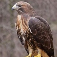 Александр Павлович