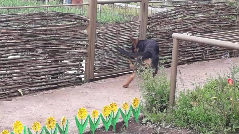 Кот дресировщик немецкой овчарки