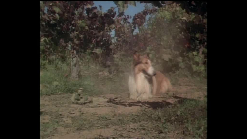Лесси (США, 1978) Джеймс Стюарт, Микки Руни, дублированный