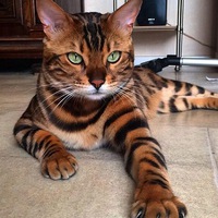 Алексей Кирсанов