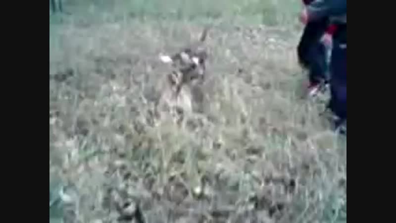 Бондит и Вурдолак ПОБЕДИЛ