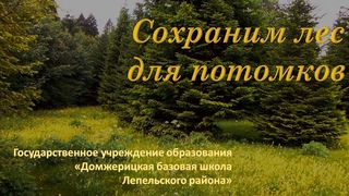 Сохраним лес для потомков