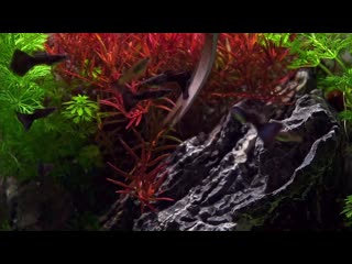 SMALL AQUARIUM - NANO AQUASCAPE -2 Months Update