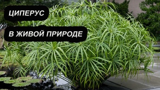 ЦИПЕРУС в живой природе. Типичный ландшафт Южного Китая.