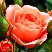 Ольга Попова