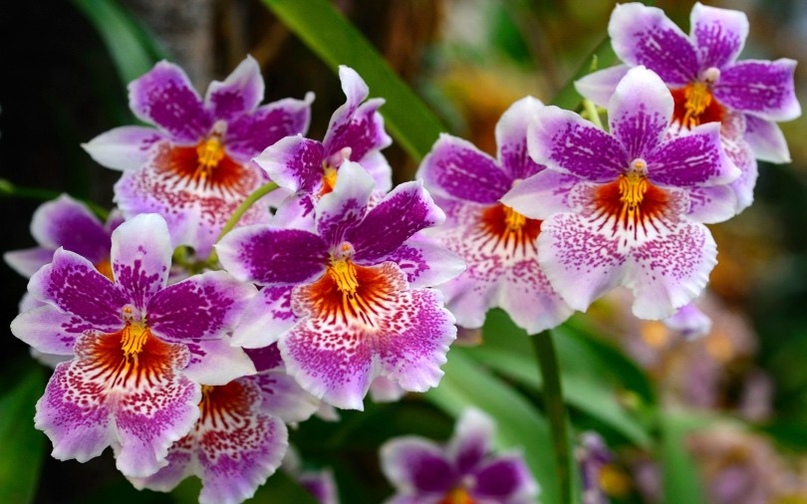 Мильтония(Miltonia), изображение №7