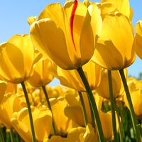 Ирина Жаркова | Калининград