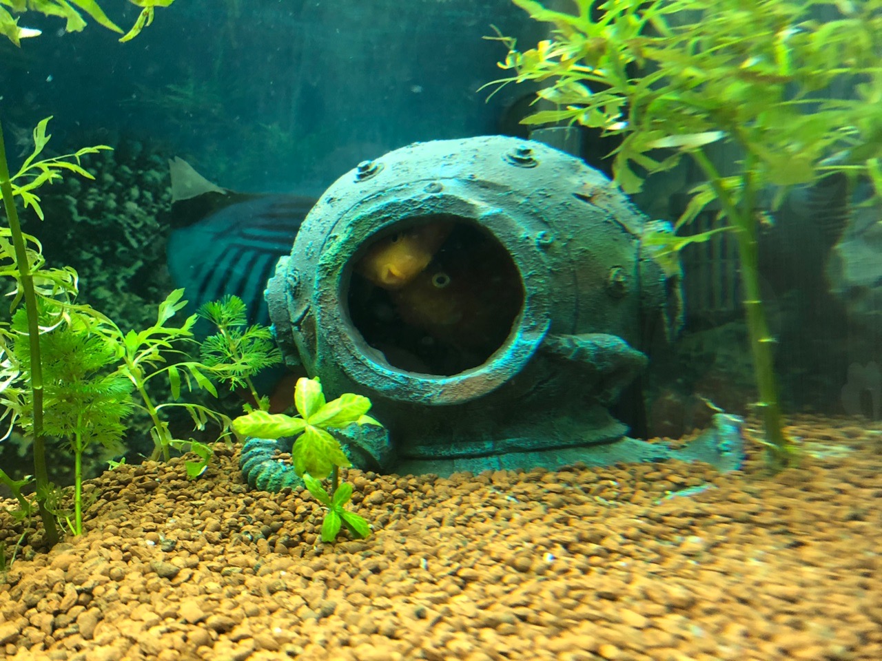 Картинка с форума