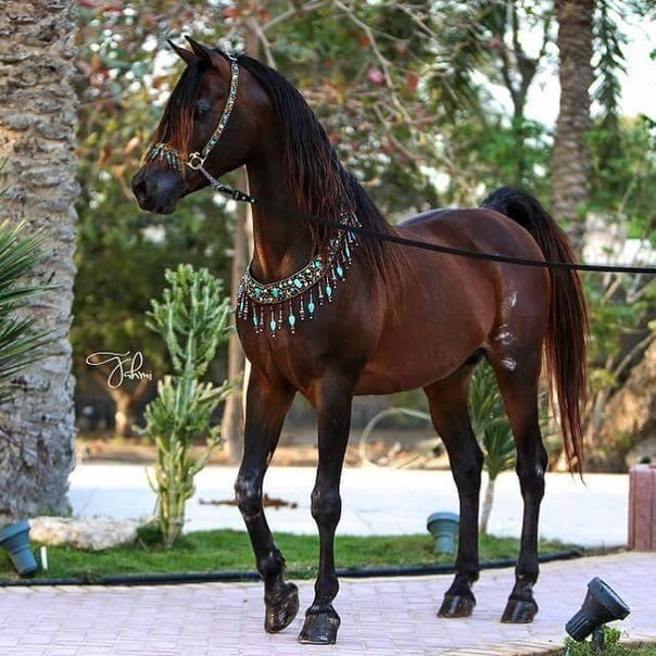 арабская чистокровная лошадь вороная. изящные белые лошади. ахалтекинская лошадь золотая. андалузская лошадь. грациозный изящный конь.