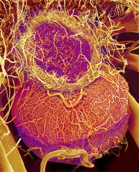 микроскопические кровеносные сосуды. капиллярные кровеносные сосуды. микроскопические кровеносные сосуды. мельчайшие кровеносные сосуды. сосуды кровеносные микрофотография.
