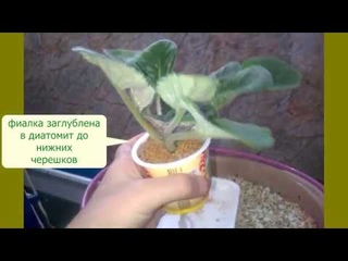 Корневая фиалки в диатомите