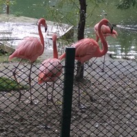 Мария Ракова |