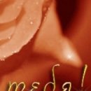 №41, Tigris Angelic, Hasselt №41, Tigris Angelic, Hasselt