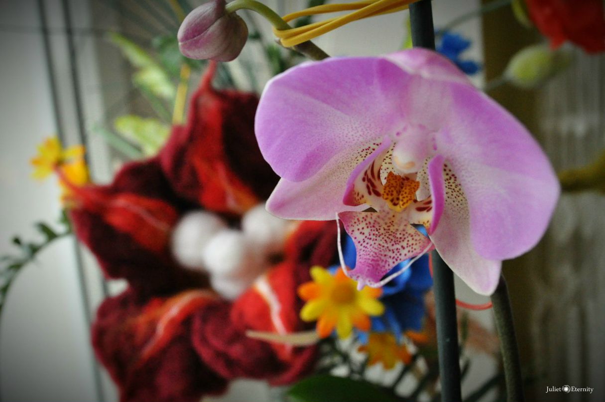 Юля Королец | Харьков