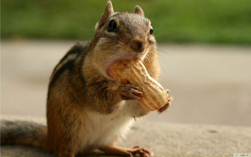 Николай Ветошкин | Сыктывкар