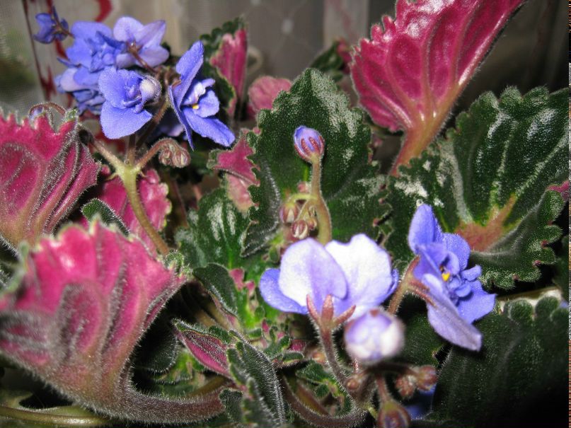 Елена Троцкая | 