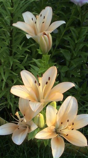 №52, Мария Фролова №52, Мария Фролова