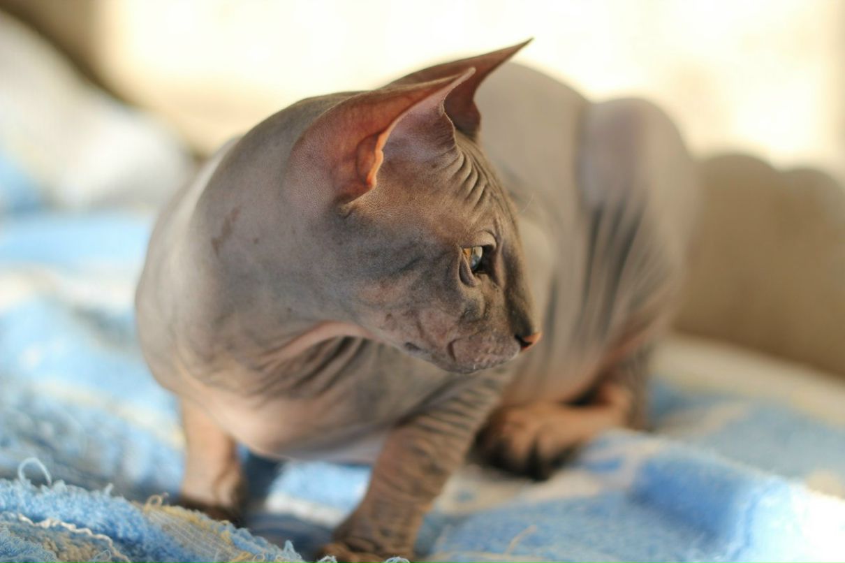 Гоша Чочуа | Санкт-Петербург