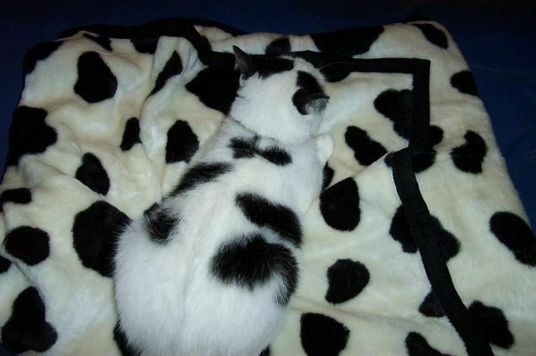 Екатерина Иванка | 