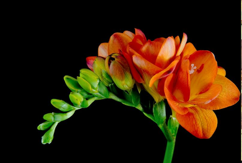 Елена Леус | Одесса