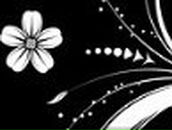 Jessica Wilde | Auckland