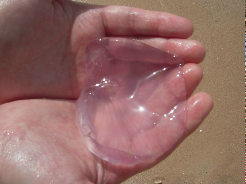 Елена Ткачёва | Волгоград