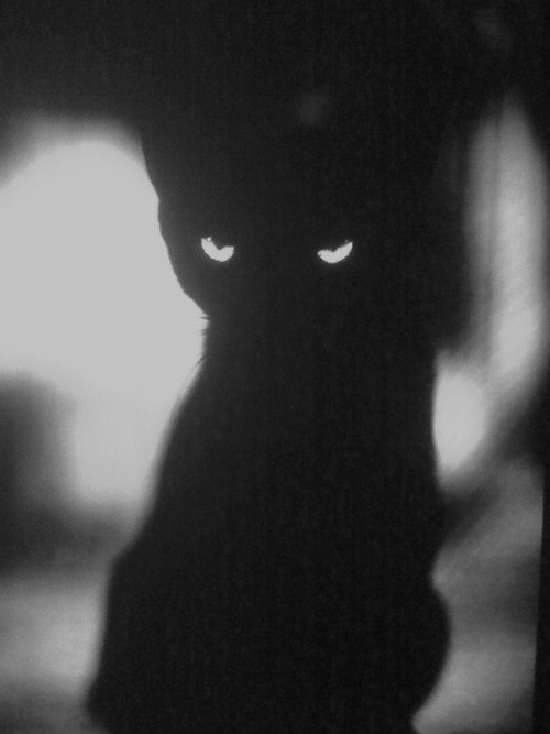 Felix Cat the | Москва