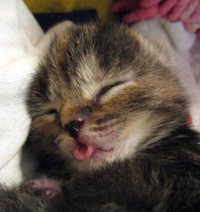 Ольга Чернецкая | Таврийск