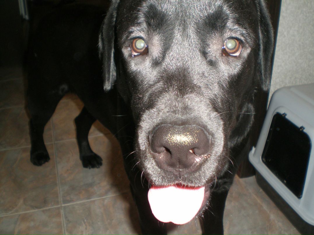 Даринда Пяткова-Никитина | Новосибирск