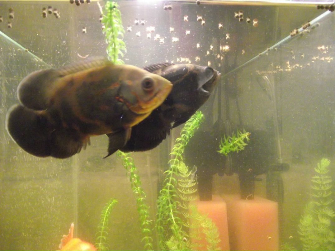 Павел Г | Омск