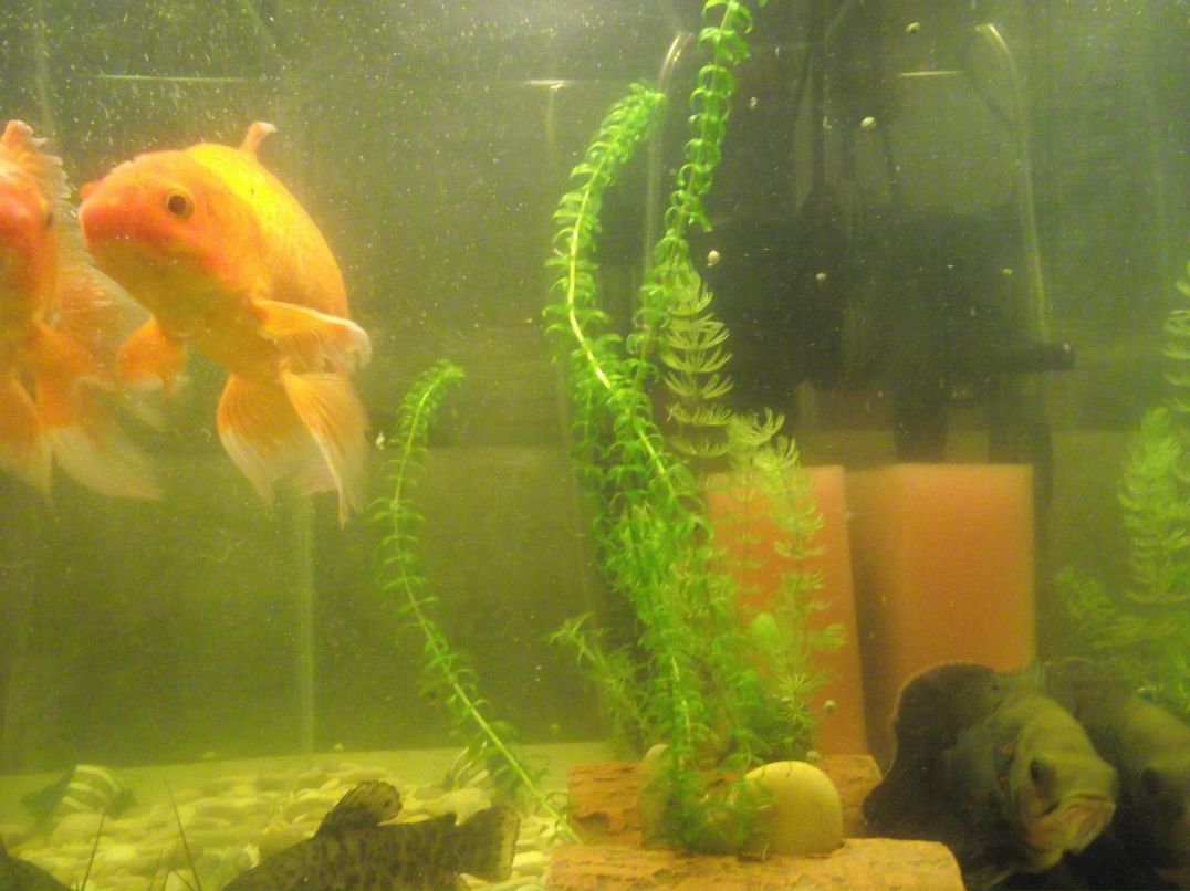 Павел Г | Омск