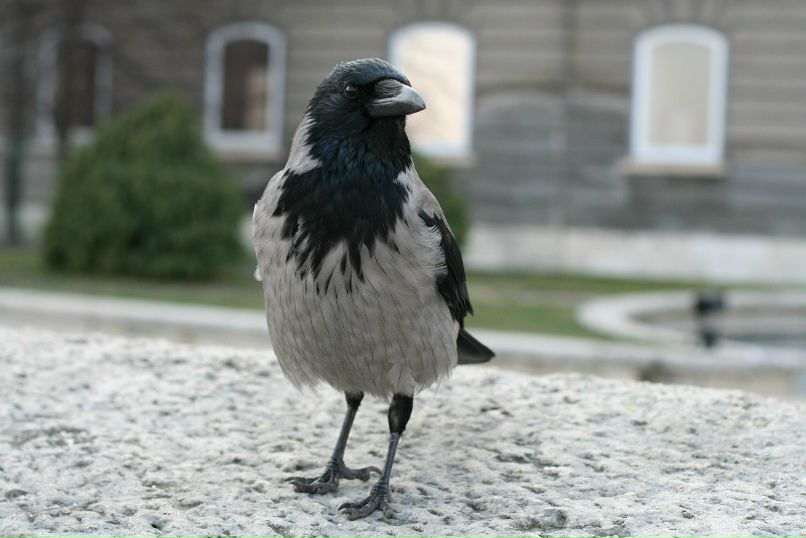 Артур ... | Москва