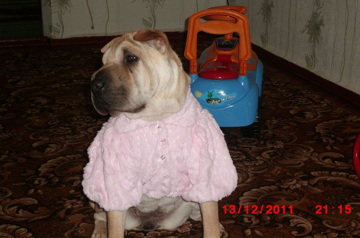 Вован Грищенко | Херсон