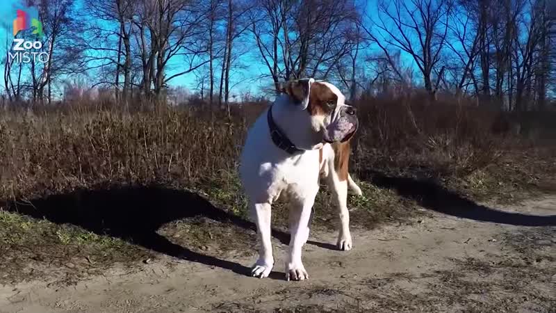 Американский бульдог Интересные факты о породе Собака