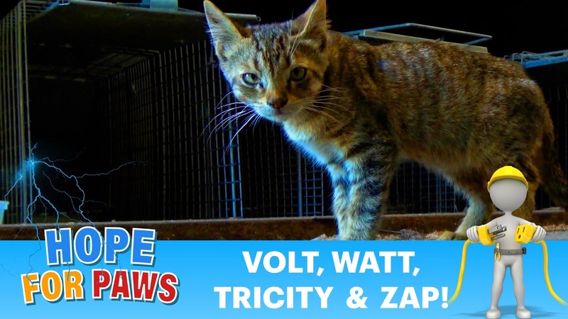 Electric family of kittens survived thanks to kindness of the LADWP