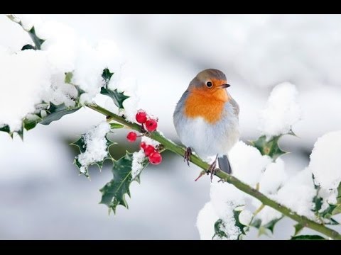 Beautiful Christmas Carol Christmas Carol Sans Day Carol ( The Holly Bears a Berry)