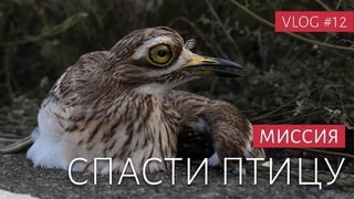 СПАСАЕМ ДИКУЮ ПТИЦУ | Исследуем земли тамилов: Джафна - Муллайтиву- Тринкомали | ВЛОГ #12
