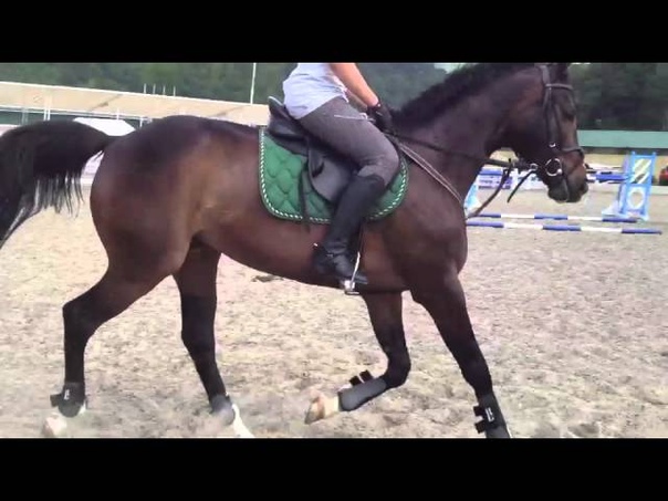 SUMMER HORSES