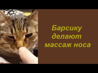 Барсику делают массаж носа