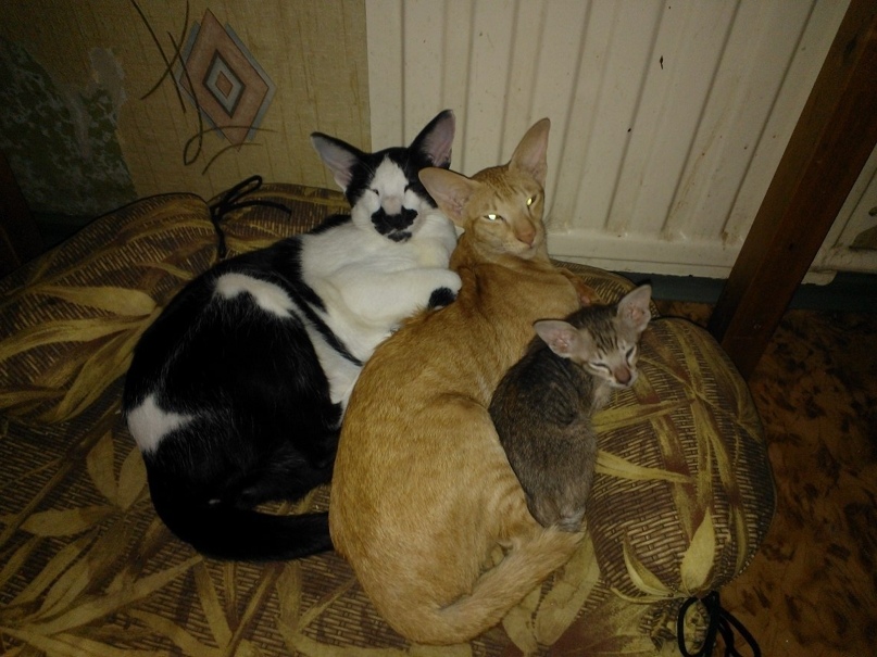 Екатерина Воскобойникова | Санкт-Петербург