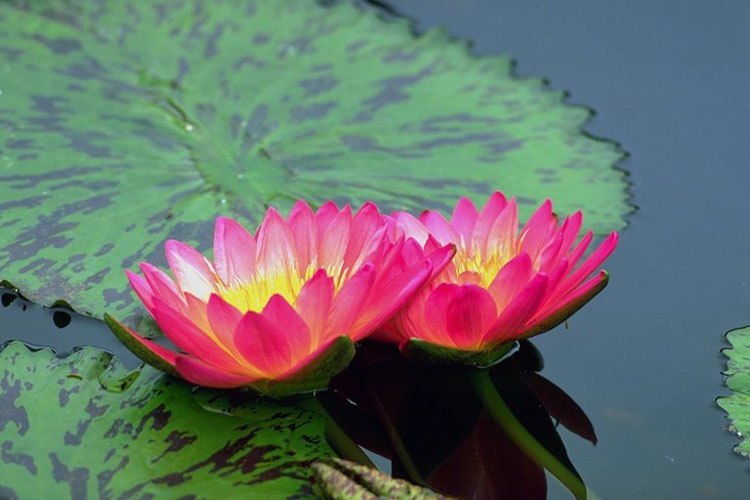 Ирина Карпенко |