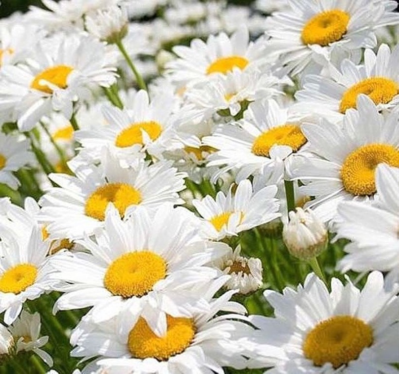 Татьяна Зенина | Сельменьга