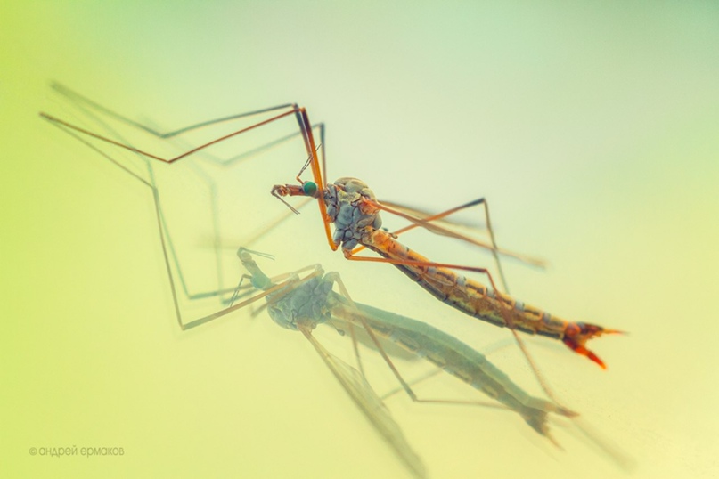 Андрей Викторович |